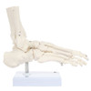 Axis Scientific Foot Skeleton With Ankle