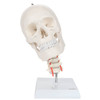 Axis Scientific Human Skull Model with Flexible Neck