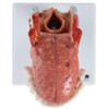 Axis Scientific 5-Part Larynx and Tongue Model