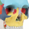 Axis Scientific Didactic Skull on Cervical Vertebrae with Nerves and Arteries