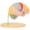 Axis Scientific 1.5 Times Life-Size Deluxe 4-Part Brain
