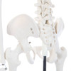 Anatomy Lab Essential Mini Skeleton