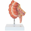 Axis Scientific Caecum and Appendix, Enlarged 1.5 Times Life Size