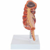 Axis Scientific Caecum and Appendix, Enlarged 1.5 Times Life Size