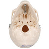 Mini Human Skull Anatomy Model - Bottom Side View