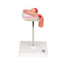 3rd Month Human Embryo Model - Right Side View