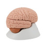 Classic Brain Anatomy Model 4 Parts - Right Side View