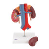 Kidney Anatomy Model With Vessels