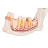 Half Lower Jaw Anatomy Model