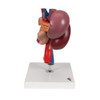 Kidney Anatomy Model With Rear Organs - Right Side View