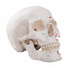 Painted Classic Human Skull Anatomy Model