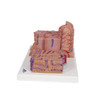 Microanatomy Liver Model 2 Parts - Left Side View