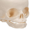 Human Fetal Skull Anatomy Model 30 Weeks Mounted On Stand - Detailed View
