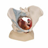 Female Pelvis Anatomy Model With Ligaments Muscles and Organs