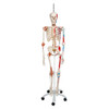 Sam The Super Skeleton Anatomy Model with Hanging Stand