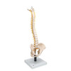 Flexible Human Spine Anatomy Model With Foam Discs