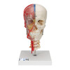 Bonelike Human Skull Anatomy Model