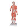 Human Female Muscular Figure Anatomy Model - Back View