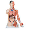 Life-Size Deluxe Human Dual-Sex Torso Anatomy Model - Asian