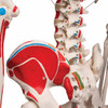Max The Muscle Skeleton Anatomy Model