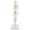Mini Human Skeleton Anatomy Model