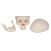 Classic Human Skull Anatomy Model 3 Parts