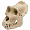 Male Gorilla Skull Anatomy Model 2 Parts
