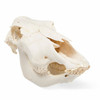Cow Skull Anatomy Model