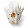 Dog Skull Anatomy Model
