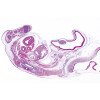 Chicken Embryology - Microscope Slides