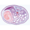 Pig Embryology - Microscope Slides