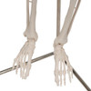 Hanging Mini Human Skeleton Anatomy Model - Close up View