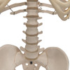 Hanging Mini Human Skeleton Anatomy Model - Detailed View