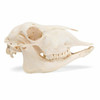 Sheep Skull Anatomy Model