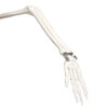 Anatomy Lab Essential Flexible Mini Skeleton