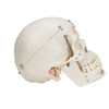 Deluxe Dental Demonstration Skull Anatomy Model 10 Parts