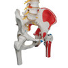 Painted Deluxe Flexible Spine Anatomy Model