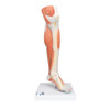 Lower Muscled Leg Anatomy Model With Knee