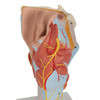 Larynx Anatomy Model 7 Parts