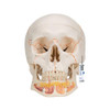 Classic Human Skull Anatomy Model 3 Parts With Opened Lower Jaw