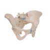 Life-Size Female Pelvis Anatomy Model 3 Parts
