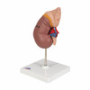 Human Kidney Anatomy Model with Adrenal Gland