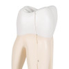 Upper Triple-Root Molar Tooth Anatomy Model
