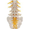 Human Lumbar Spinal Column Anatomy Model