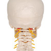 Classic Human Skull Anatomy Model On Cervical Spine