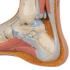 Normal Human Foot Anatomy Model - Detailed View