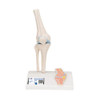 Mini Knee Joint Anatomy Model