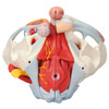 Male Pelvis Anatomy Model With Ligaments Muscles and Organs