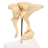 Ossicle Model, 20 Times Life Size Bonelike - Zoom View