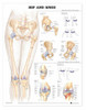 Hip and Knee Laminated Anatomical Chart - 2nd Edition